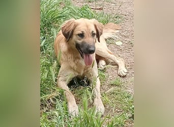 Luna – gib ihr Zeit und sie schenkt dir ihr Herz