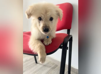 Franz – junger Mischlingswelpe, sozial & verspielt, ca. mittelgroß werdend