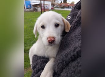 Aponi sucht ihr Für-immer-Zuhause