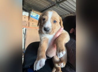 Romolo – der kleine Überlebenskämpfer aus Sizilien sucht sein Zuhause