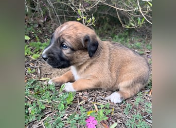 Lola – das süße Mischlingswelpenmädchen aus Sizilien braucht eine liebevolle Familie