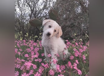 Ugo – kleiner Sonnenschein auf der Suche nach seiner Familie