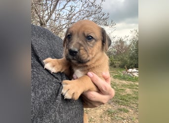 Sandro, der fröhliche Welpe, wartet auf seine Lieblingsmenschen