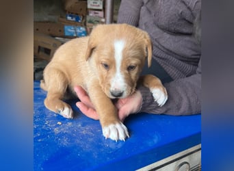 Romolo – der kleine Überlebenskämpfer aus Sizilien sucht sein Zuhause