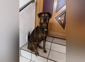 Junghund Charly sucht endlich die richtigen Menschen für den Neuanfang (auf PS in Alsfeld)