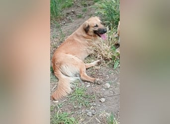 Luna – gib ihr Zeit und sie schenkt dir ihr Herz