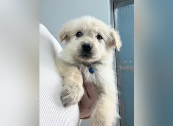 Franz – junger Mischlingswelpe, sozial & verspielt, ca. mittelgroß werdend