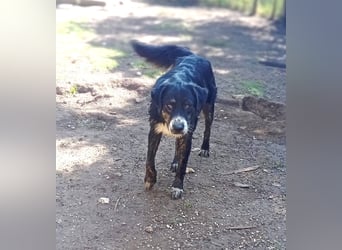 Black, der sanfte Herzenshund sucht Menschen, die ihm Zeit zum Vertrauen geben