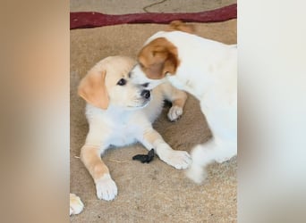 Inyan sucht sein Herz-Zuhause