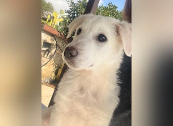 Otis – ein kleiner Sonnenschein auf der Suche nach einem Zuhause