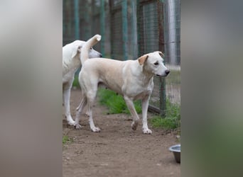 Aurora – verschmuste Herzenshündin sucht endlich ihr Zuhause