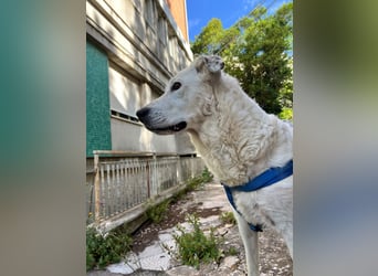Bonnie - Ein Herz auf vier Pfoten, eine Traumhündin für jung und alt