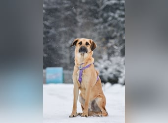 Toller Lutik sucht ruhiges Zuhause