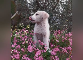 Ugo – kleiner Sonnenschein auf der Suche nach seiner Familie