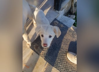 Aponi sucht ihr Für-immer-Zuhause