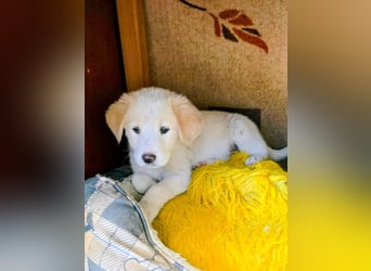 Inyan sucht sein Herz-Zuhause