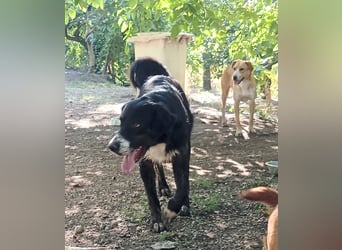 Black, der sanfte Herzenshund sucht Menschen, die ihm Zeit zum Vertrauen geben