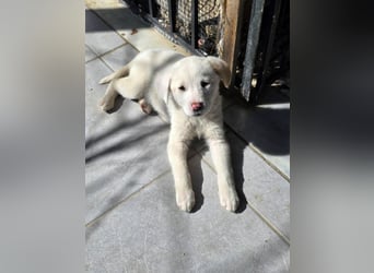 Aponi wünscht sich ein kuscheliges Körbchen