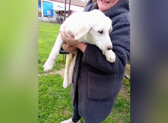 Angel-ein Engel sucht seinen Wirkungskreis