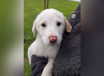 Aponi sucht ihr Für-immer-Zuhause