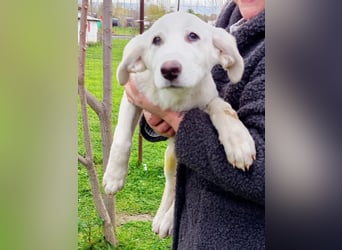 Angel-ein Engel sucht seinen Wirkungskreis