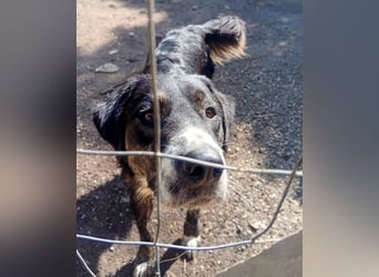 Black, der sanfte Herzenshund sucht Menschen, die ihm Zeit zum Vertrauen geben