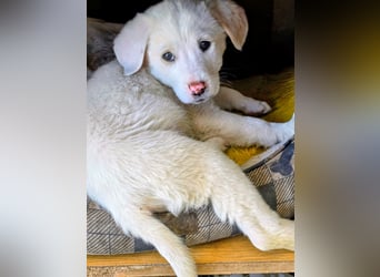 Aponi sucht ihr Für-immer-Zuhause