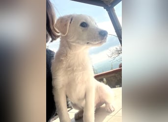 Otis – ein kleiner Sonnenschein auf der Suche nach einem Zuhause