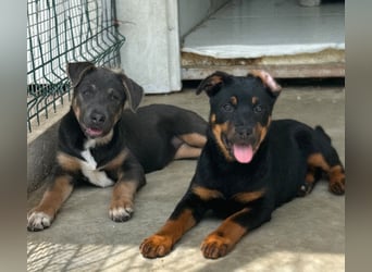 Welpenmädchen Dina sucht Körbchen (D/CH/LUX)