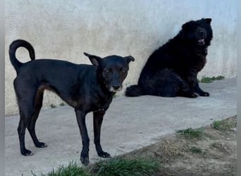 Chow-Mix-Terra - lieb, menschenbezogen, unkompliziert