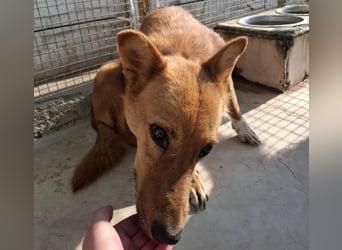 Sienna - schöne Hündin mit viel Potenzial sucht Zuhause (D/ CH/ LUX)