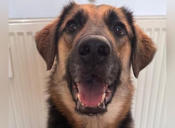 Lieber Schäfi-Mix Loki in 60437 Frankfurt