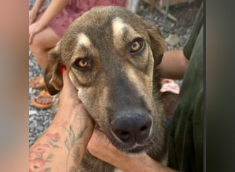 Pedro - Sonnenschein sucht Zuhause