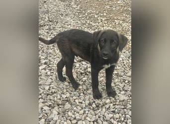 Smoothie - sanfter Welpenbub sucht Familie