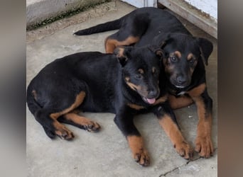 Welpenmädchen Dina sucht Körbchen (D/CH/LUX)