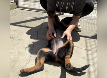 Welpenmädchen Dina sucht Körbchen (D/CH/LUX)