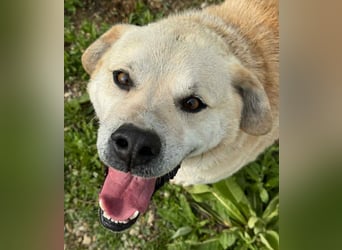 Max - seeehr verschmust u. lieb!