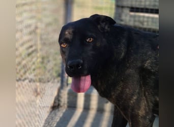 Paula - verschmuster Cane Corso-Mix