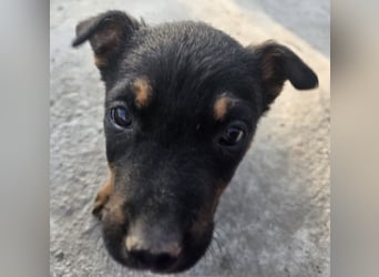 Welpenmädchen Dina sucht Körbchen (D/CH/LUX)