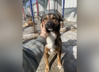 Joly sucht seine Person zum Ankommen
