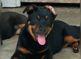 Welpenmädchen Dina sucht Körbchen (D/CH/LUX)