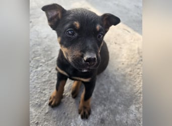 Welpenmädchen Dina sucht Körbchen (D/CH/LUX)