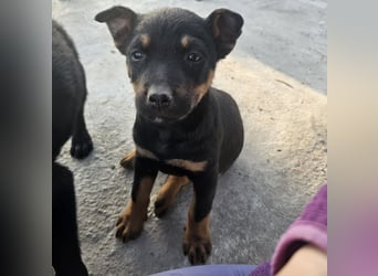 Welpenmädchen Dina sucht Körbchen (D/CH/LUX)