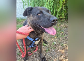 Paula - verschmuster Cane Corso-Mix