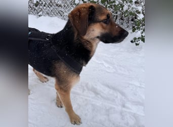 Lieber Schäfi-Mix Loki in 60437 Frankfurt