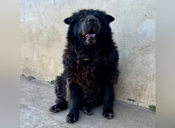 Chow-Mix-Terra - lieb, menschenbezogen, unkompliziert