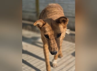 Sienna - schöne Hündin mit viel Potenzial sucht Zuhause (D/ CH/ LUX)