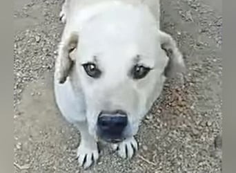 Max - verschmuster Labi-Mix