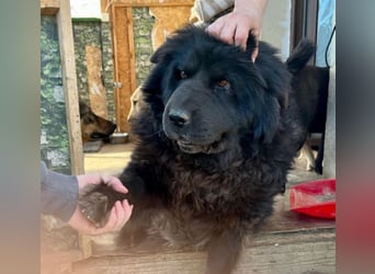 Chow-Mix-Terra - lieb, menschenbezogen, unkompliziert