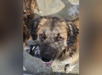 Sanfter Riese Hayk sucht sein Zuhause